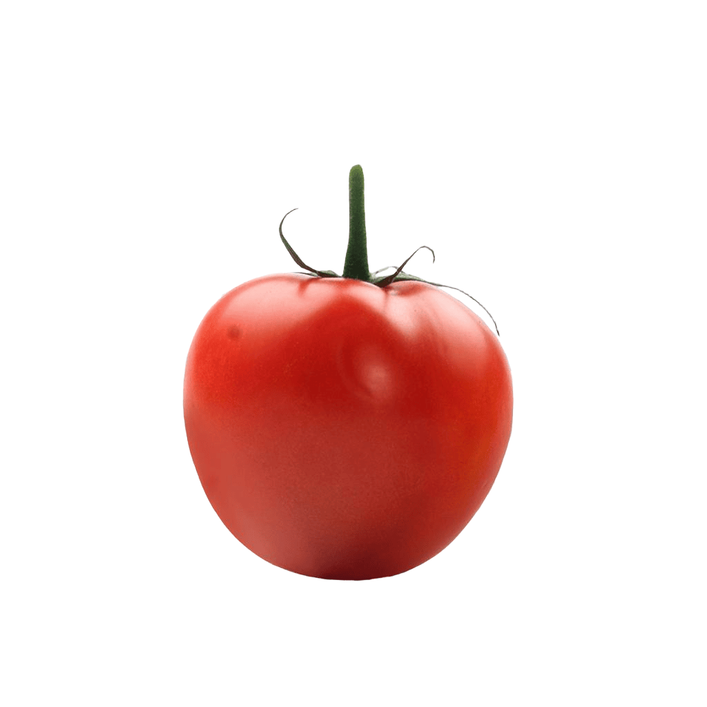 Fresh tomatoes from Morocco